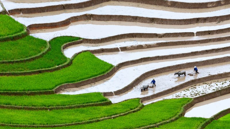 Workers with oxen tend to terraced rice paddies.