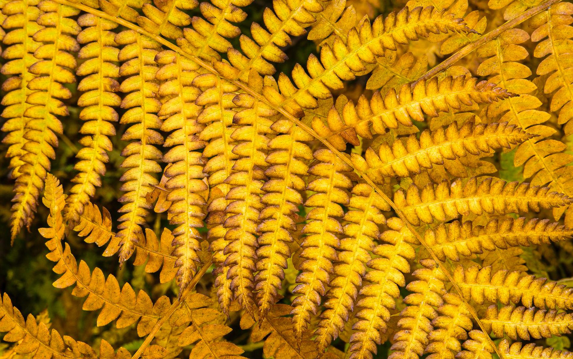 Yellow fern leaves.